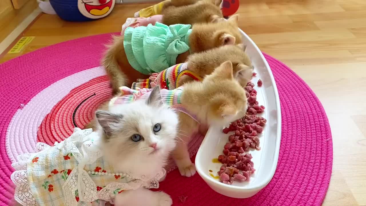 @adriennebaldwin20011