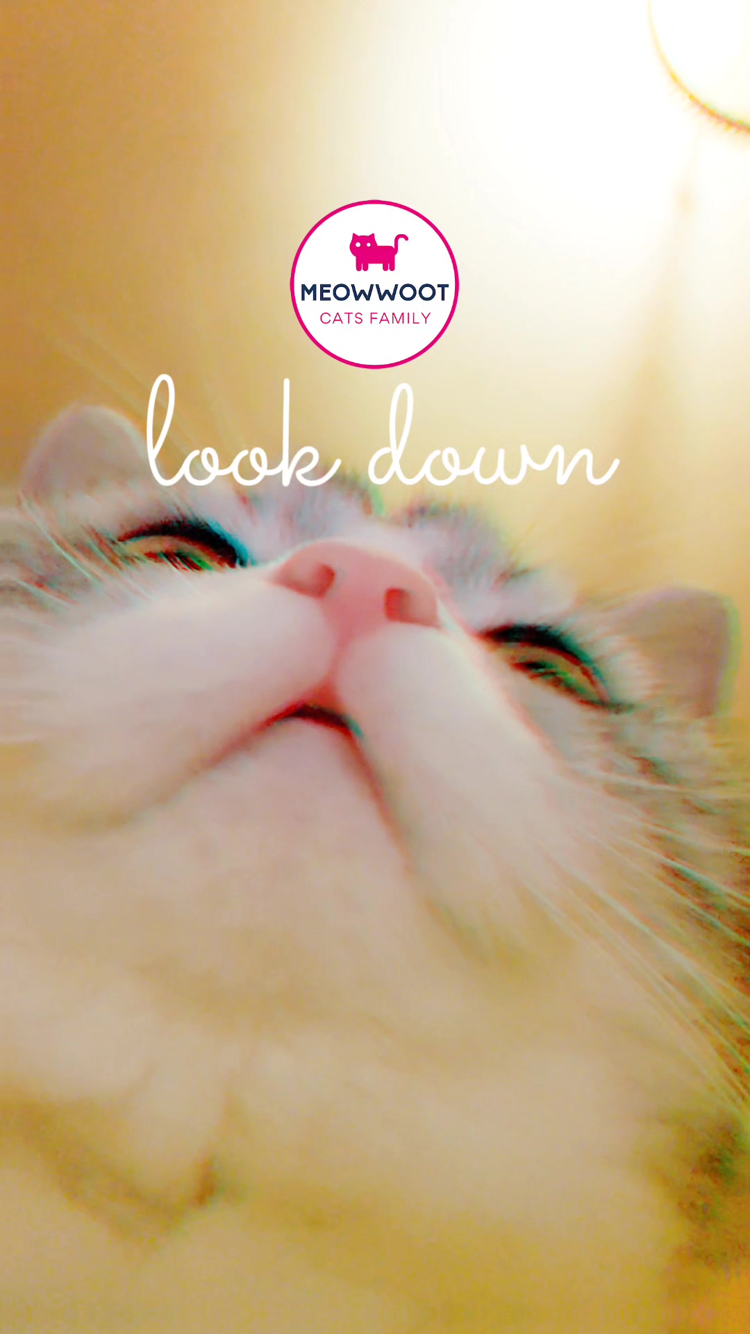 @MeowWoot - Cats Family