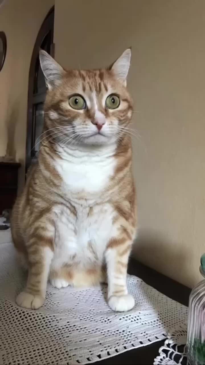@Caniegattismarriti