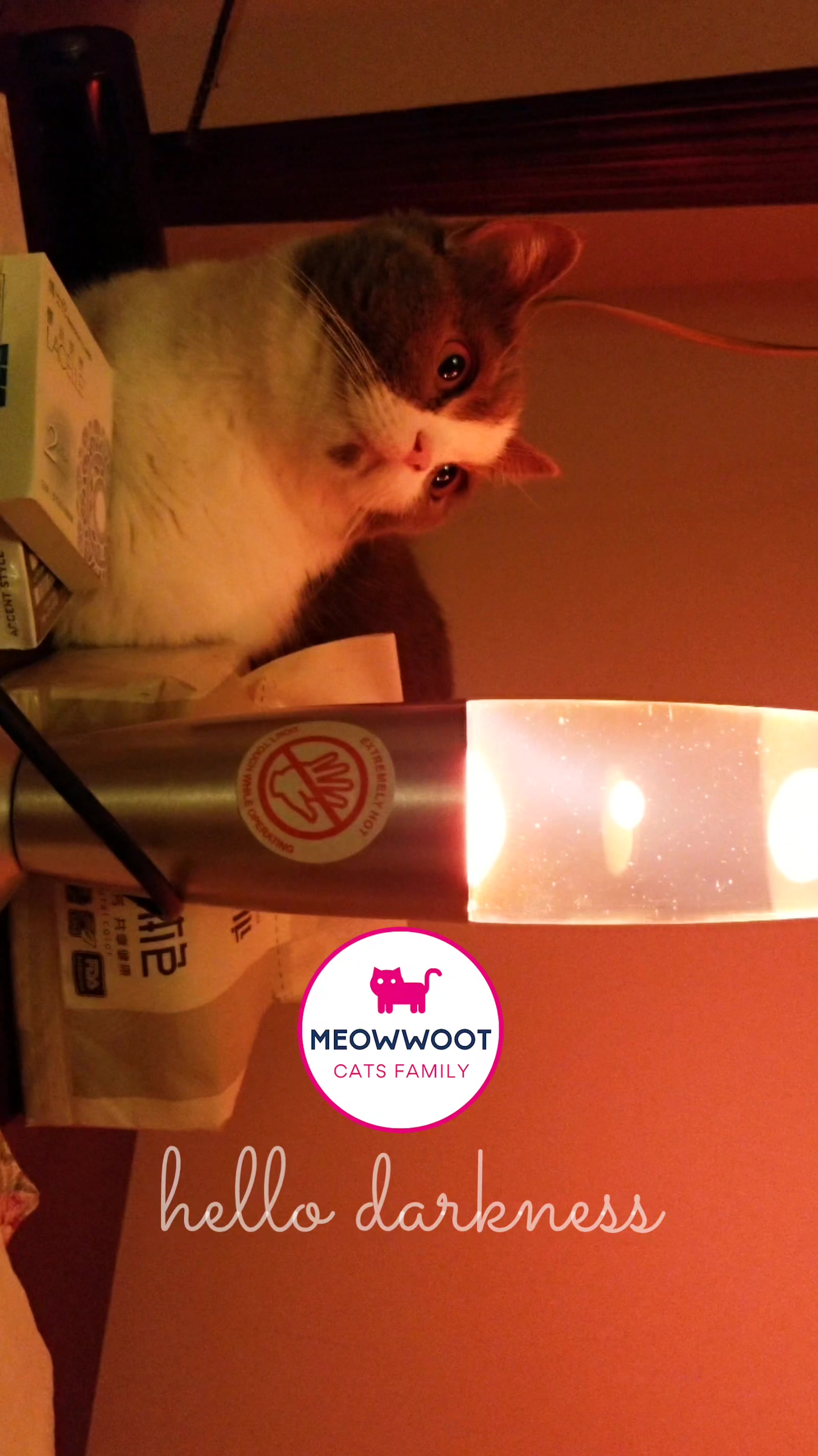 @MeowWoot - Cats Family