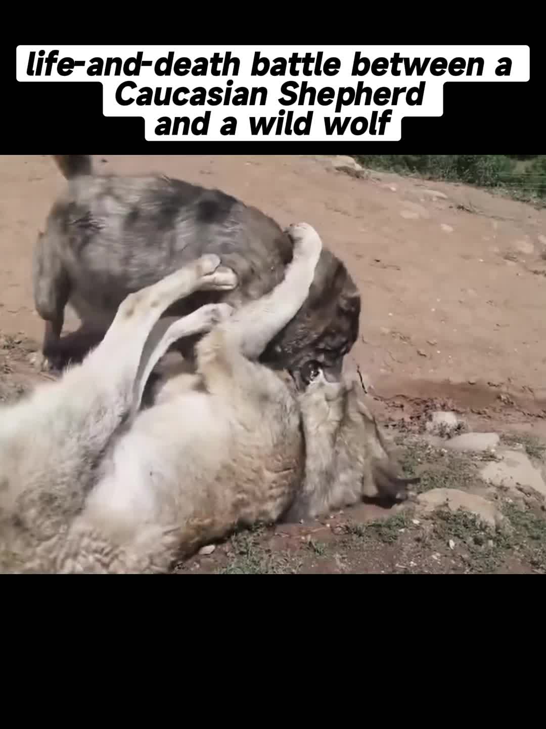 @Curibee
