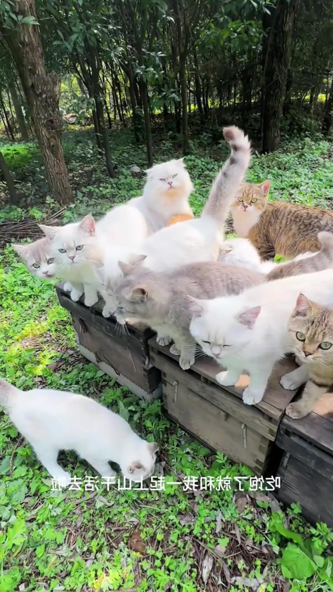 @Cute_kitten