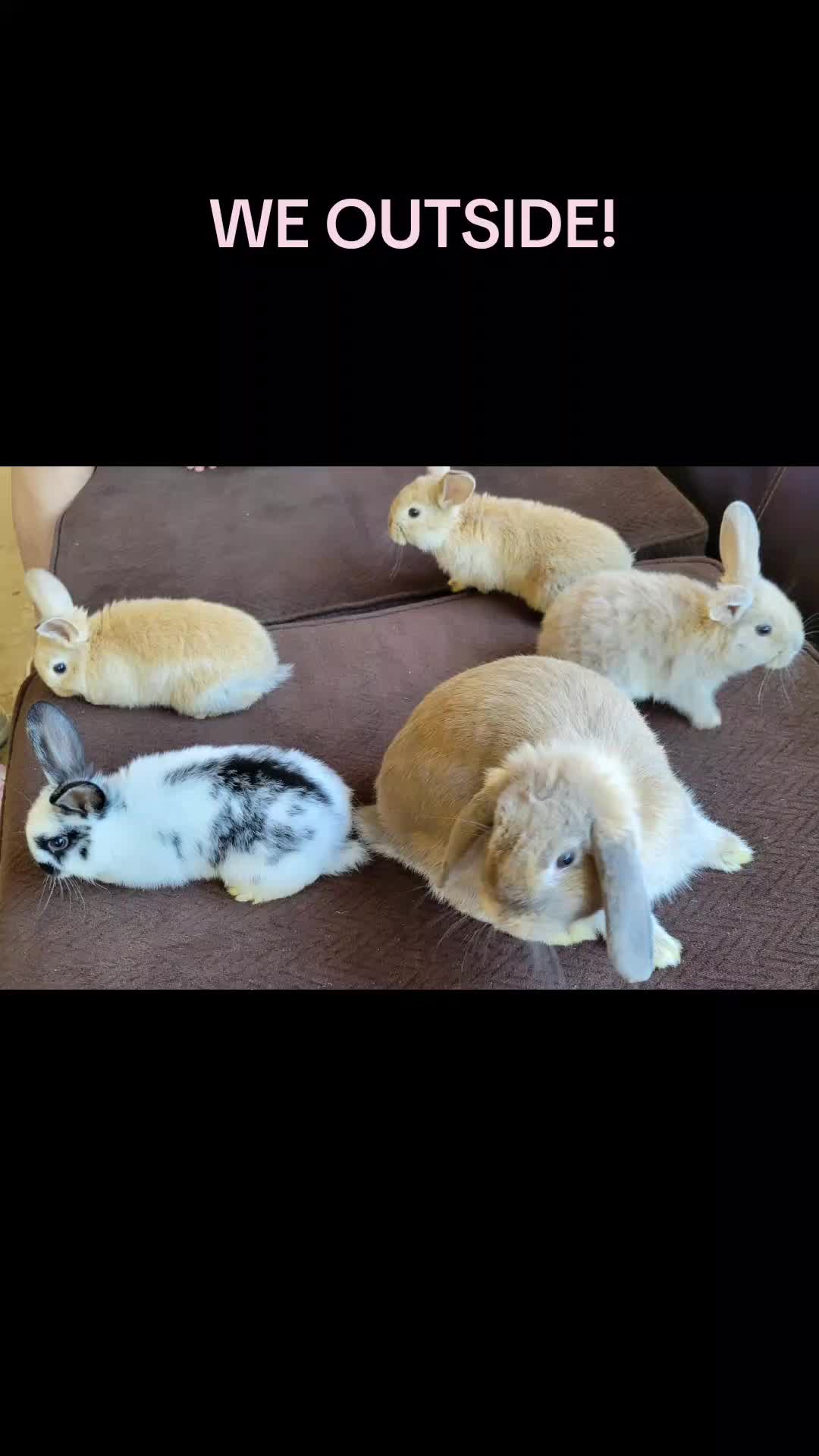 @Hunny Bunny