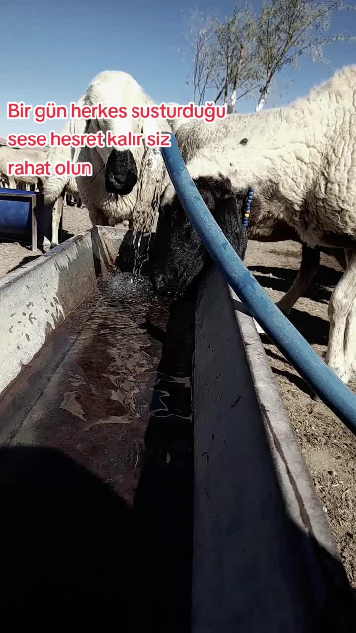 @KAYIP ŞEHİR68