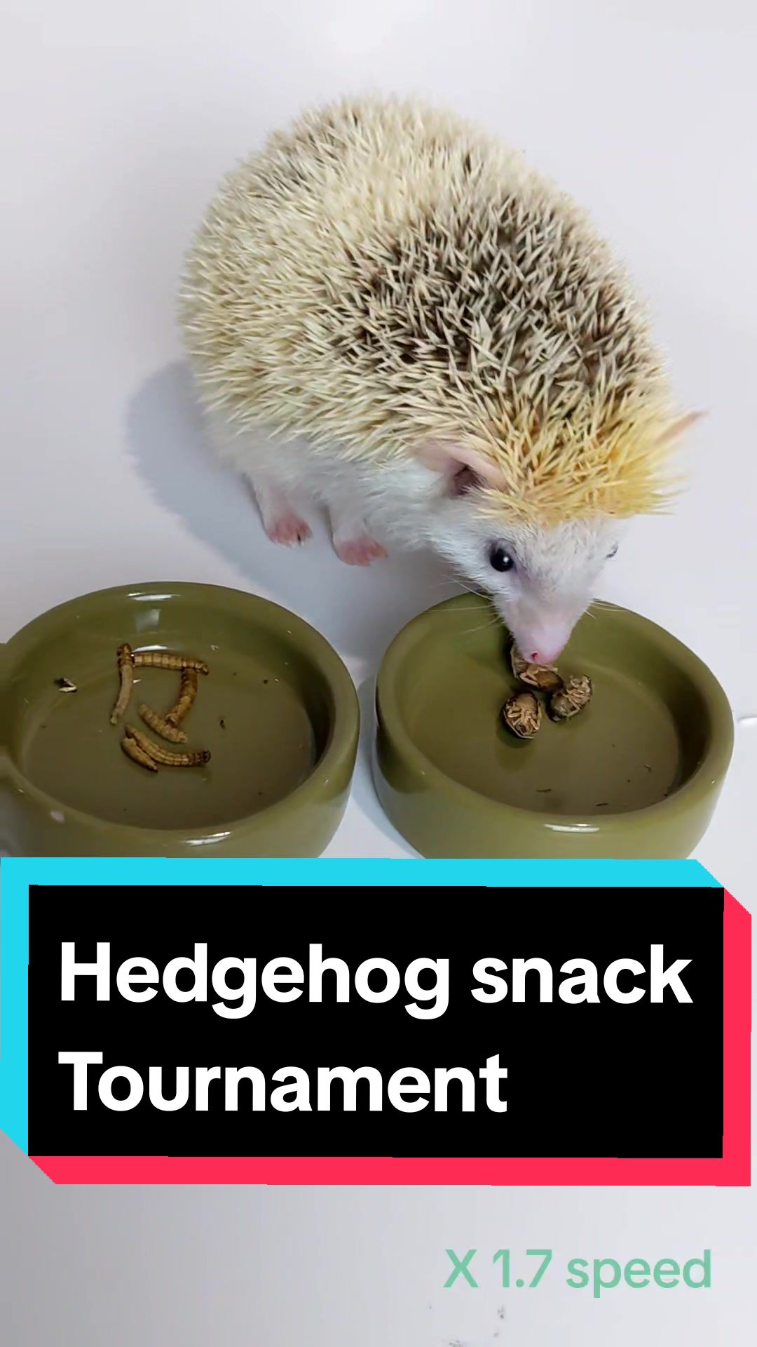 @hedgehogprecision