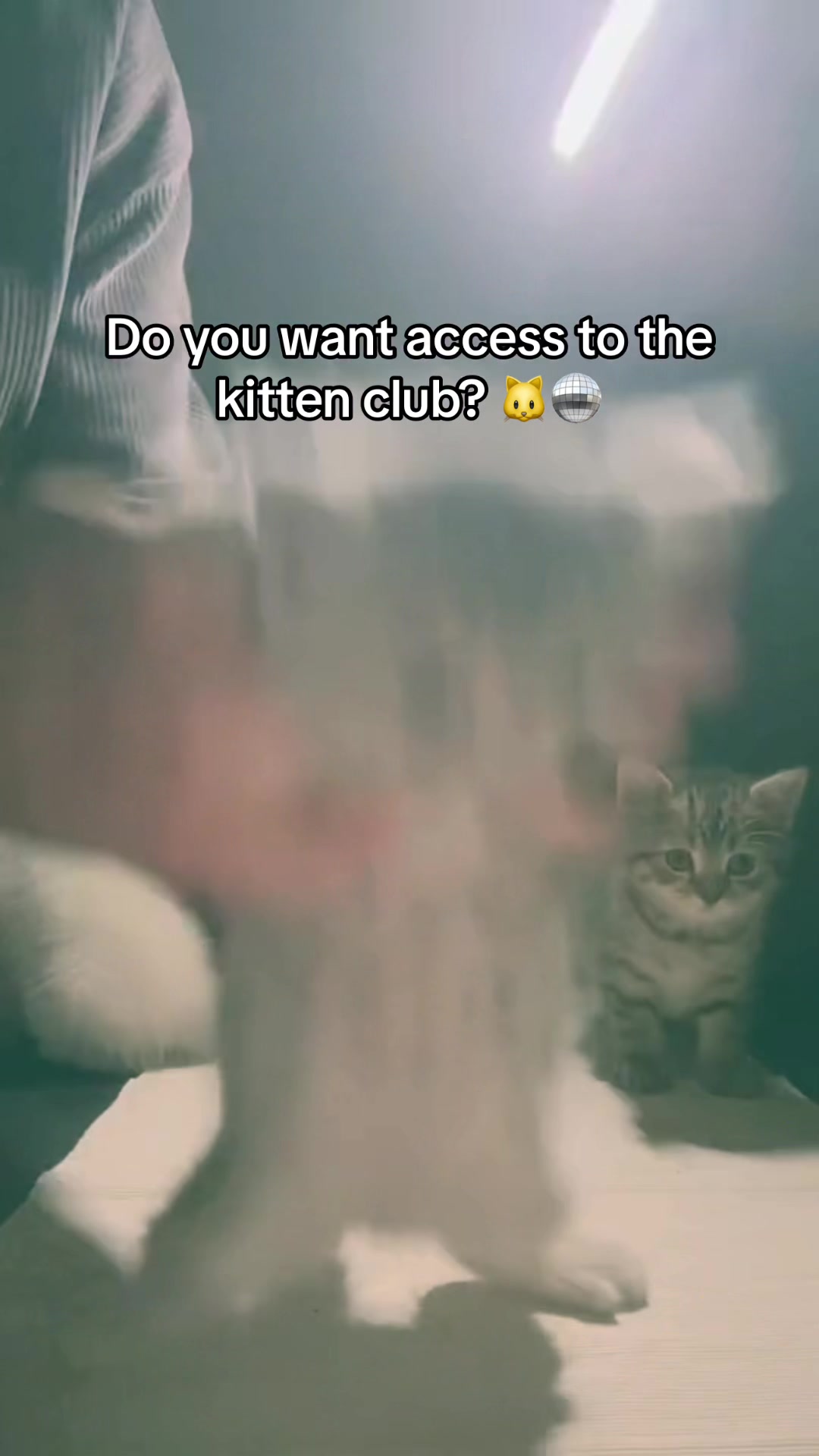 @KittenMitten