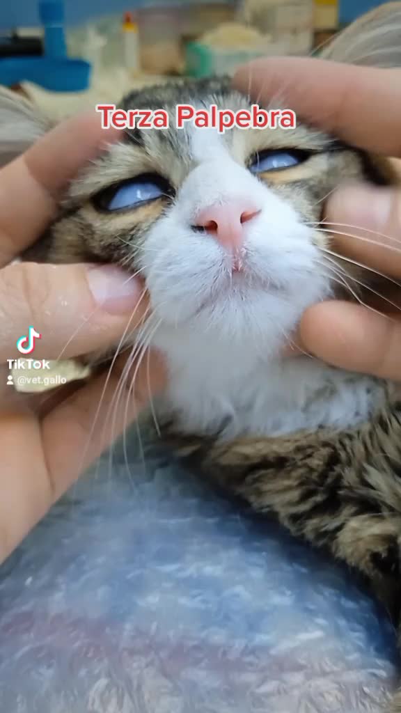 @dr.Giuseppe Vet