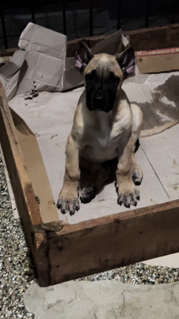 @AJK PRESA CANARIOS🇵🇰🐶