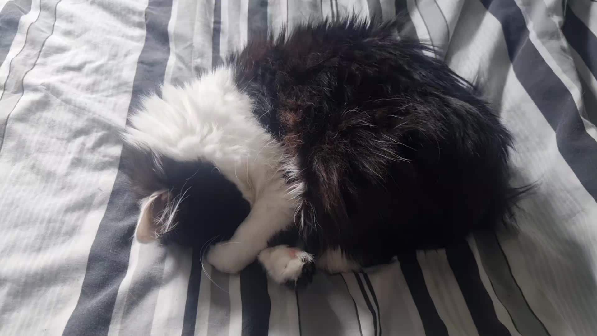 @2catlife
