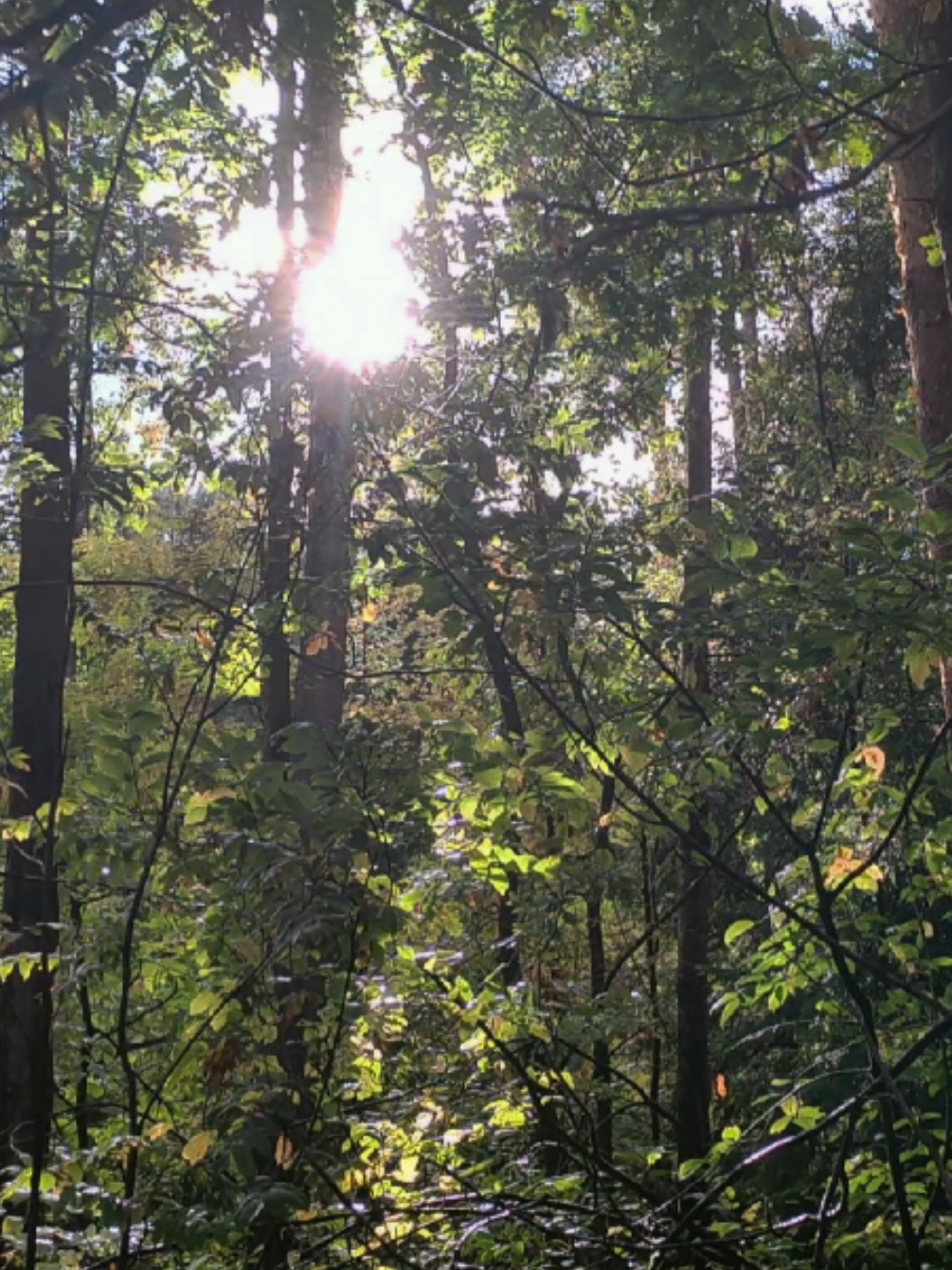@khvoyny🌲