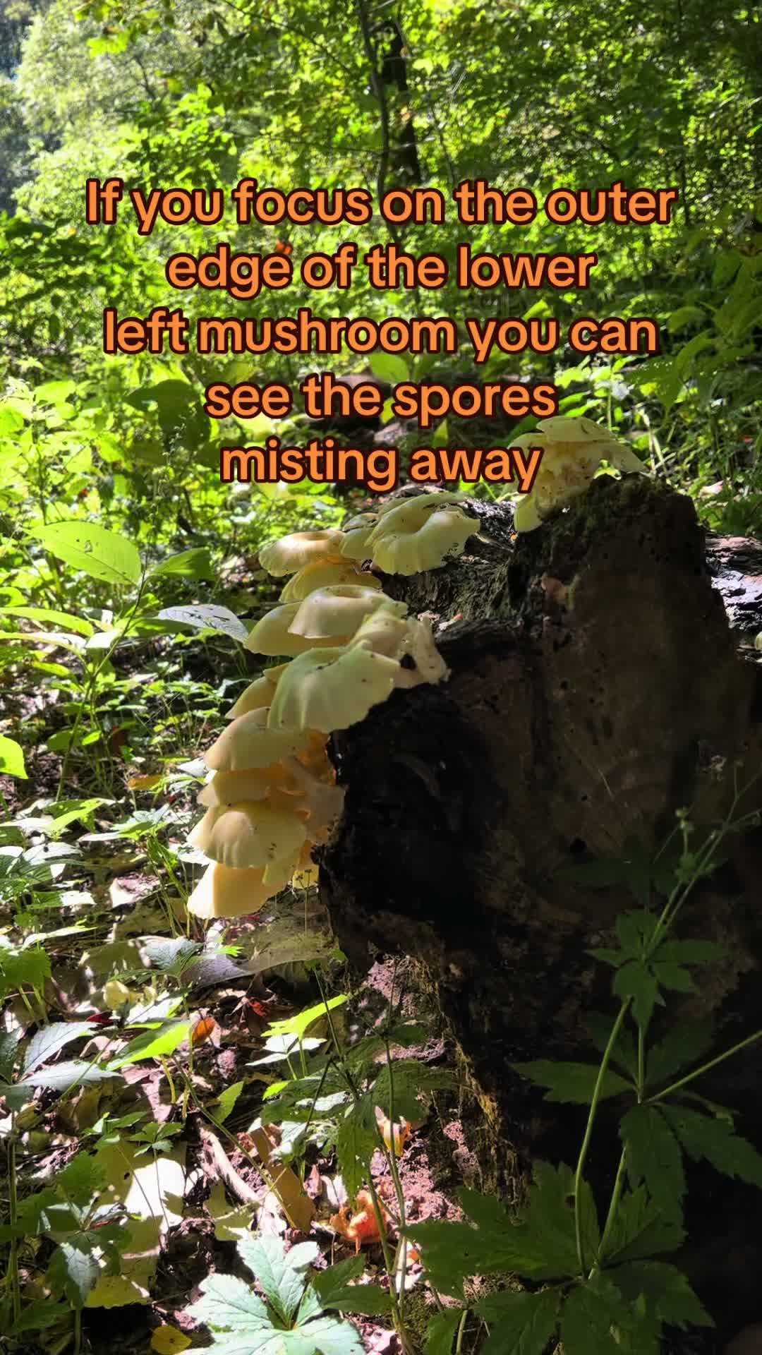 @Tim