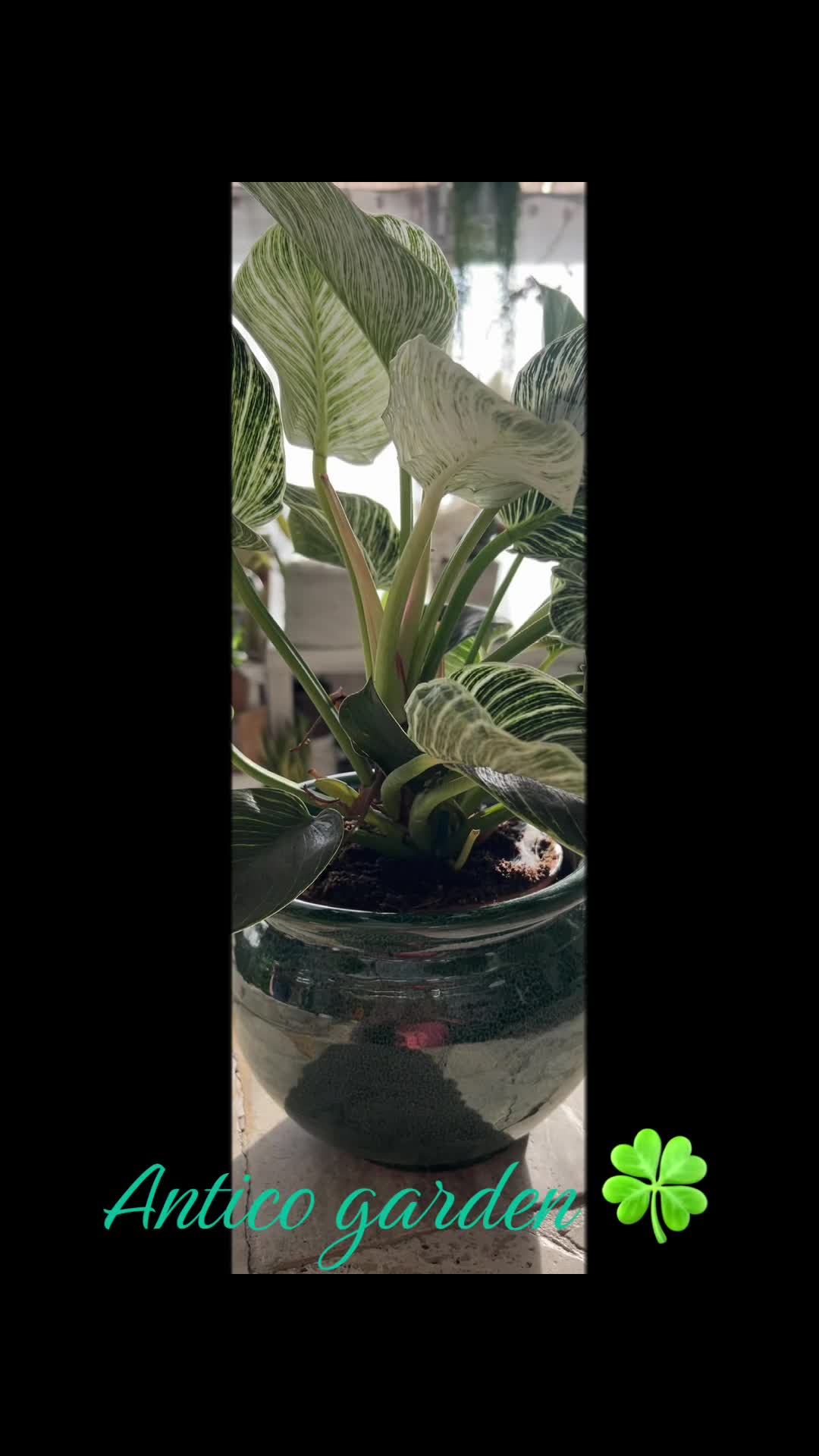 @vivaioanticogarden
