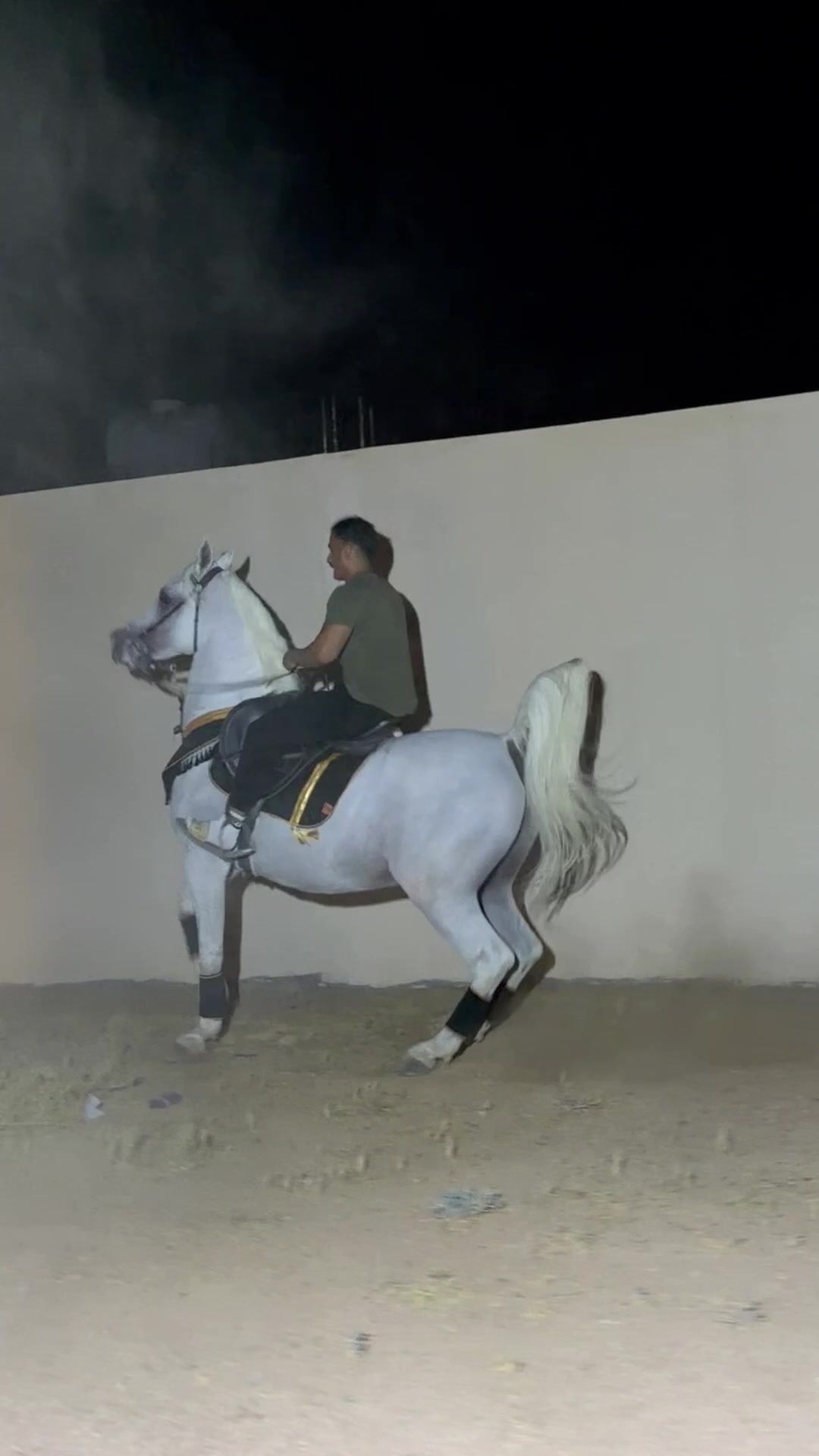 @ثـامر الشـلاش 🐎🤎.
