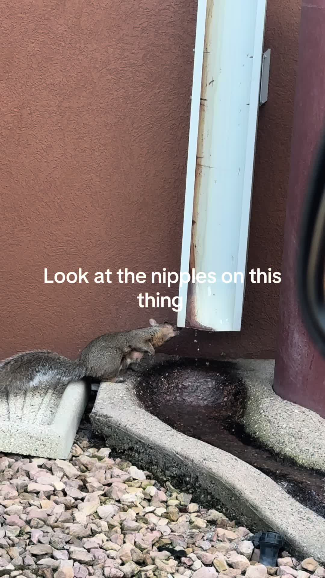 @SimpAquatics