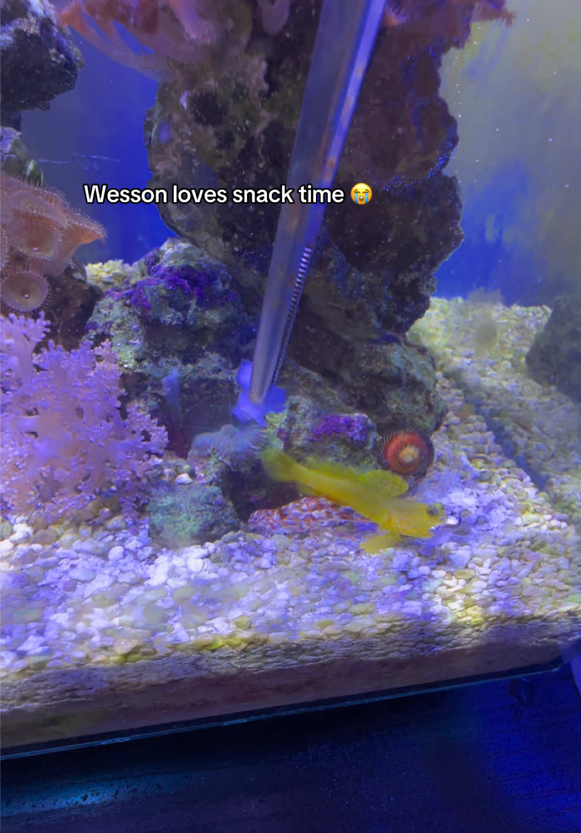 @ReefSync