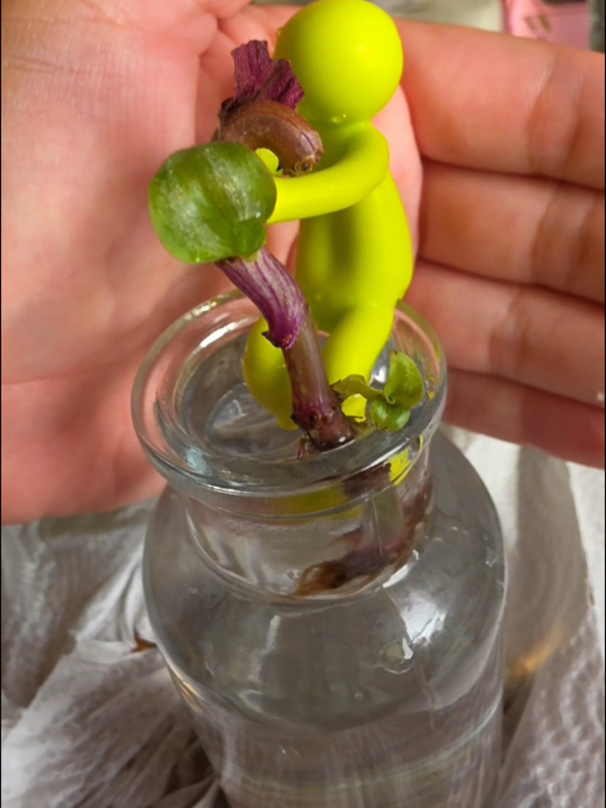 @Alicia ✨️🌱🐛