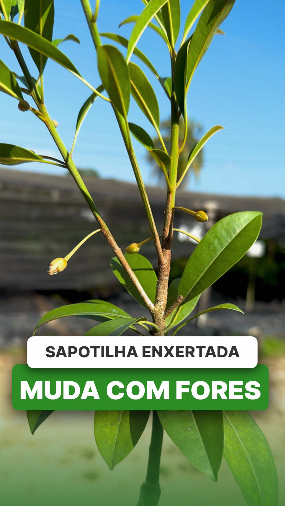 @ViveiroProMudas