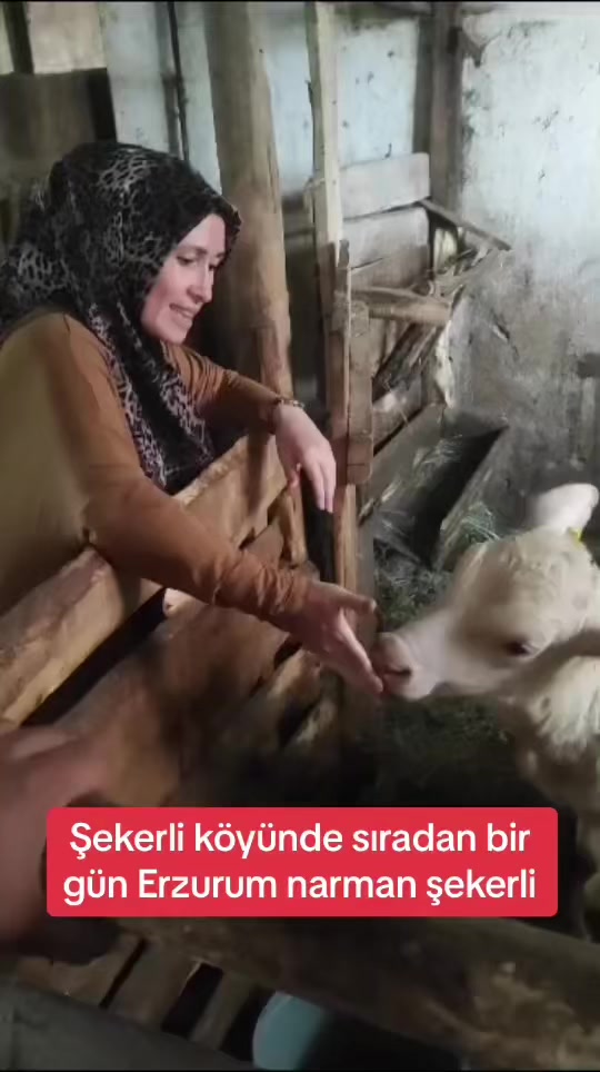 @🦅꧁𝓝𝓮𝓼𝓲𝓫𝓮꧂