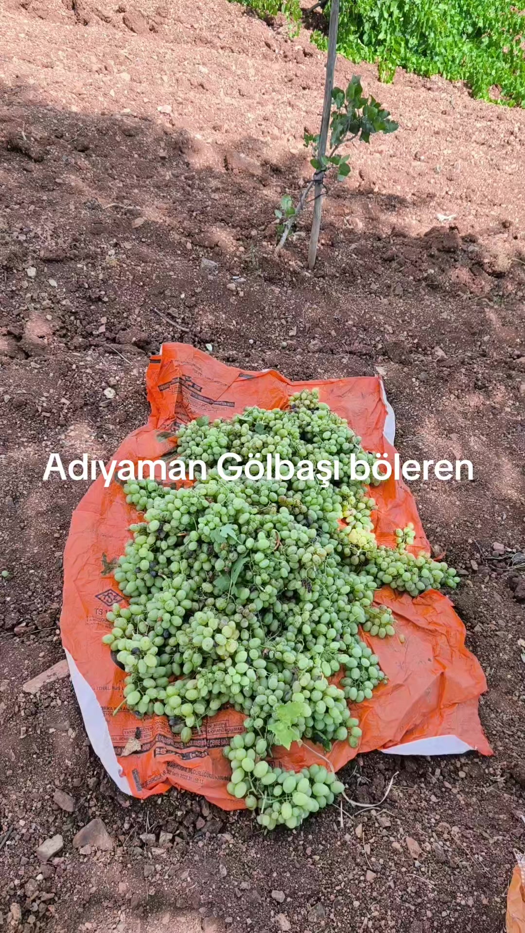 @Erol yaşar