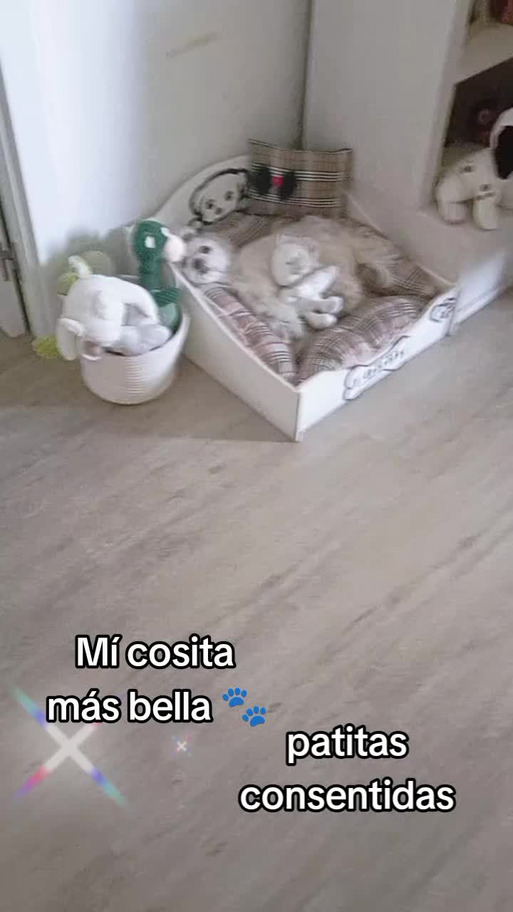 @patitasconsentidastobby