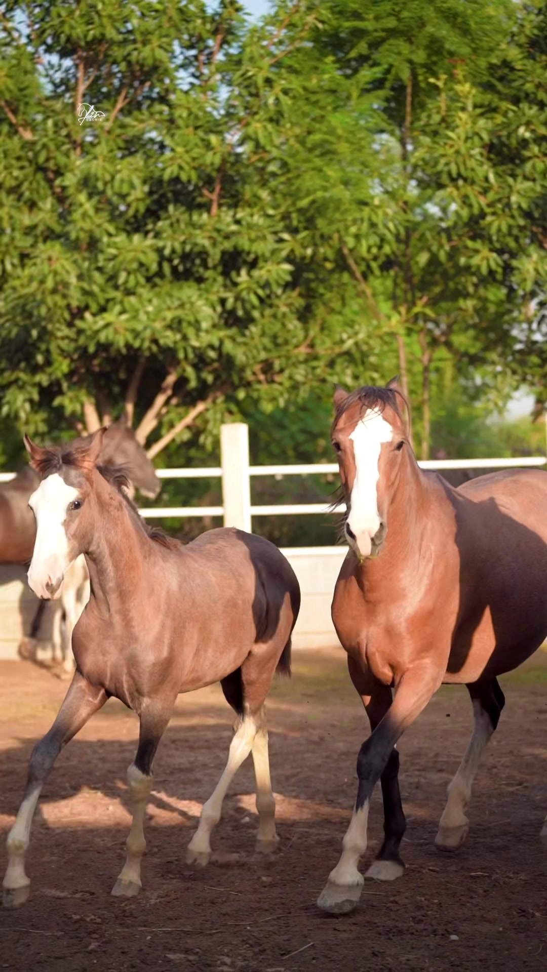 @SUNRISE STUD FARMS RAWALPINDI