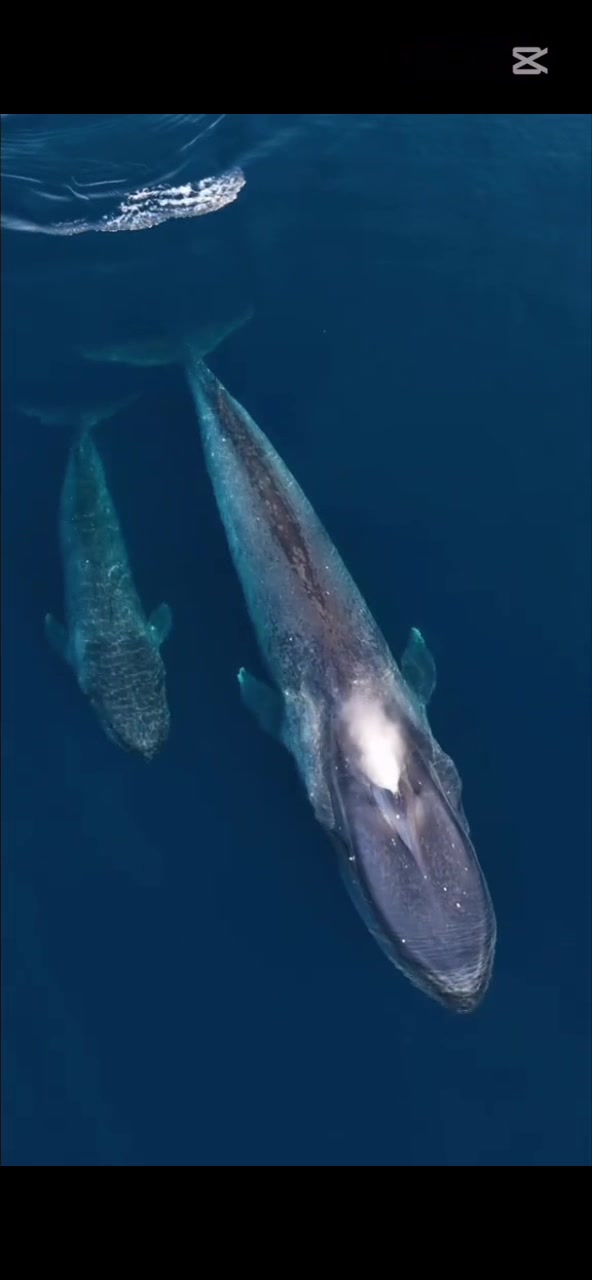 @Ocean Giants 🌊🐋🐋🌊
