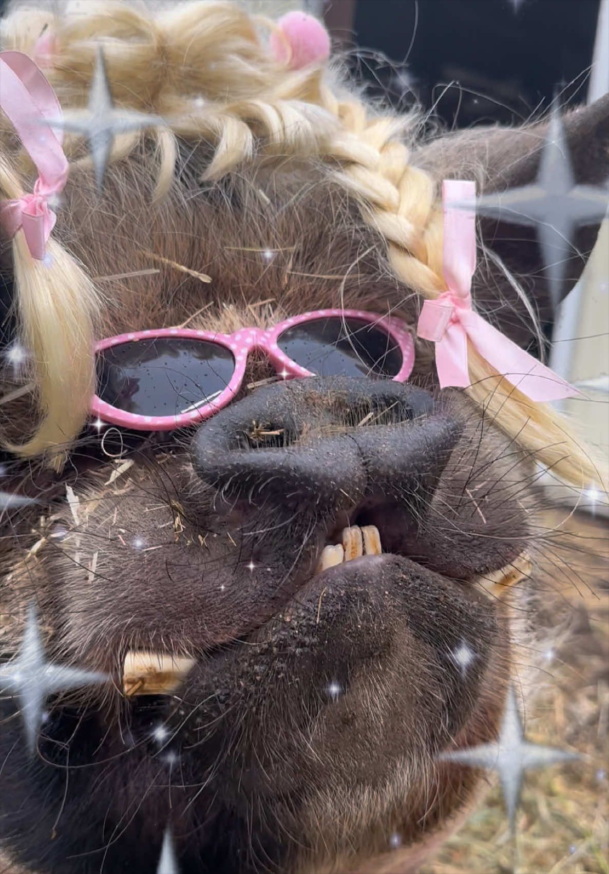 @thewinstonthepig