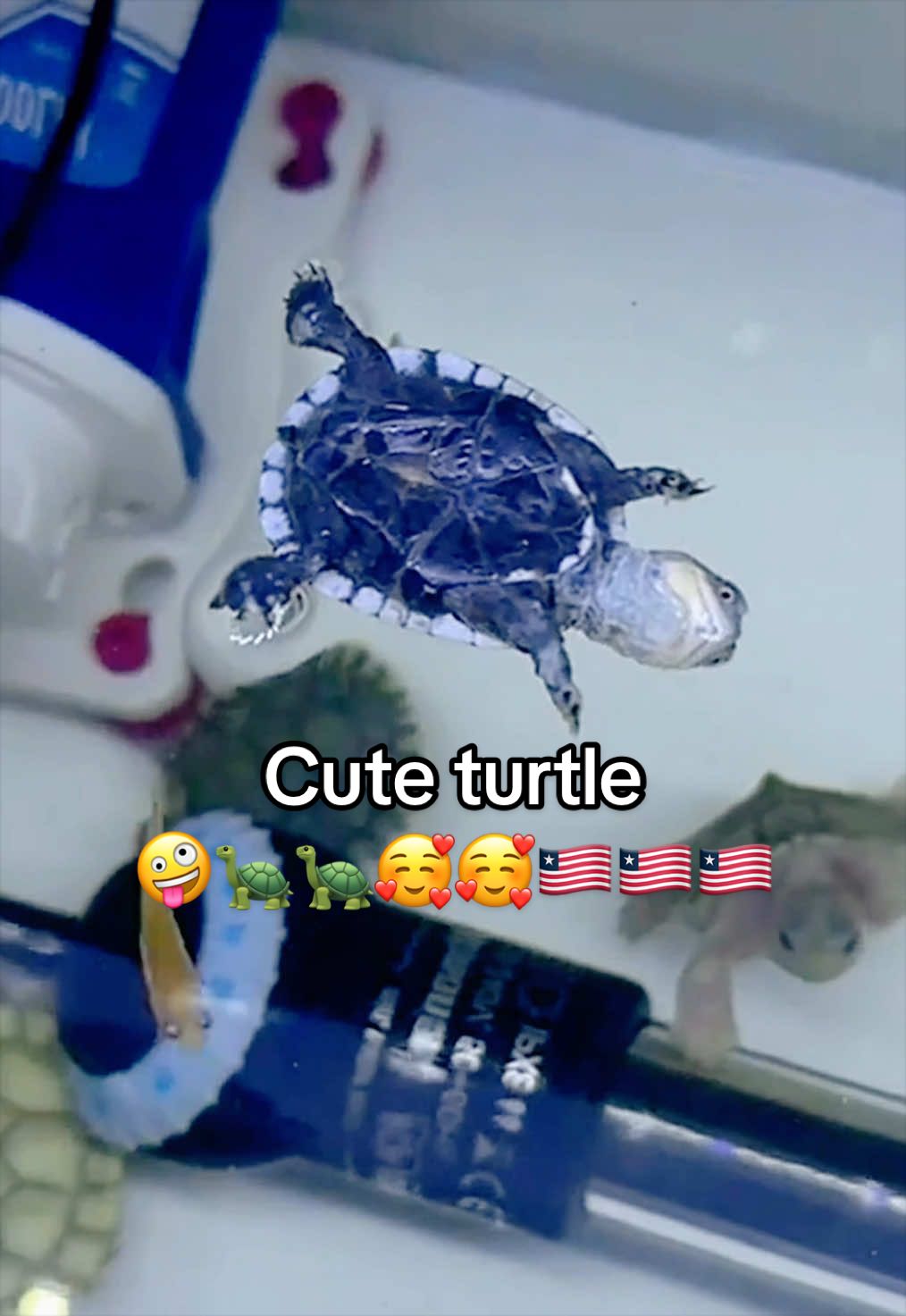 @Mr. Turtle