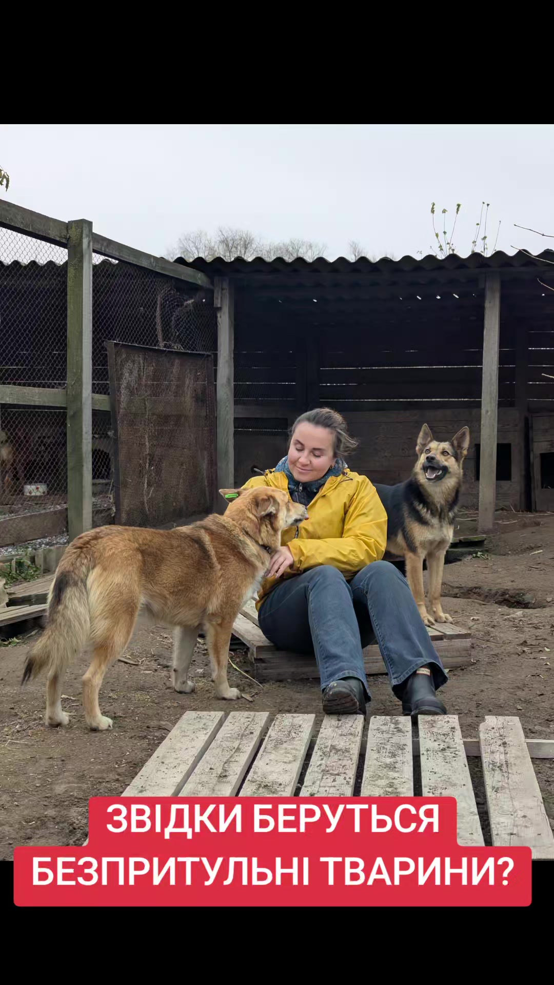 @MosakAnimalHub