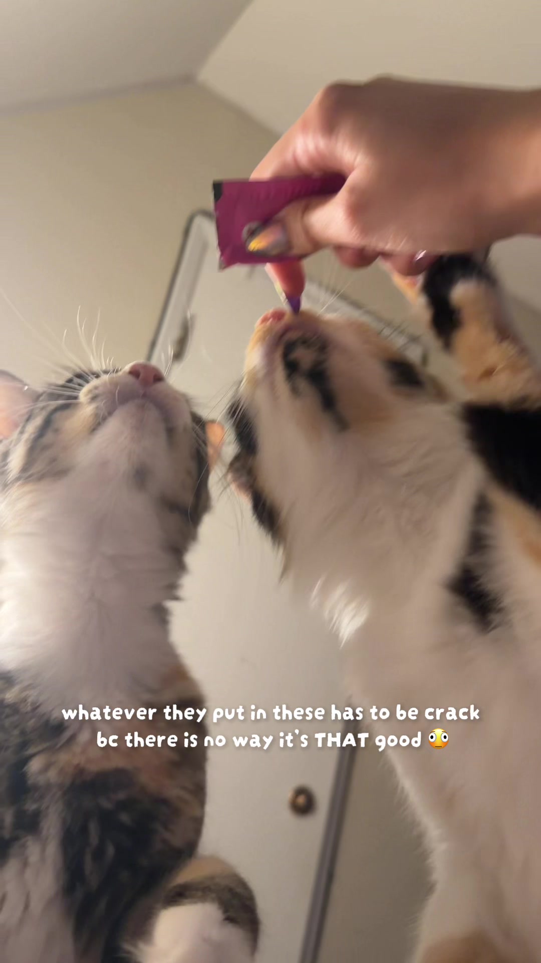 @sidney ⋆˙⟡.ೃ࿔⋆ & cats 🐈