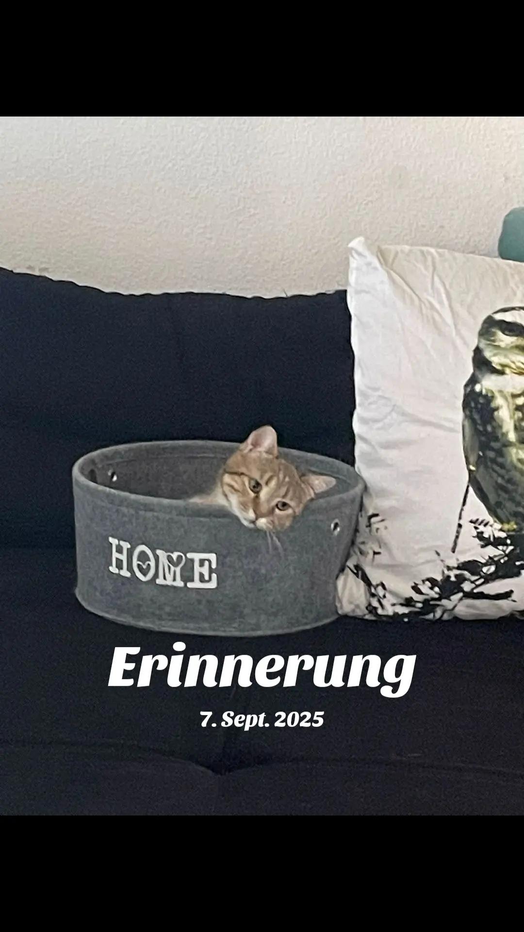 @S&uuml;sse Katze🐈