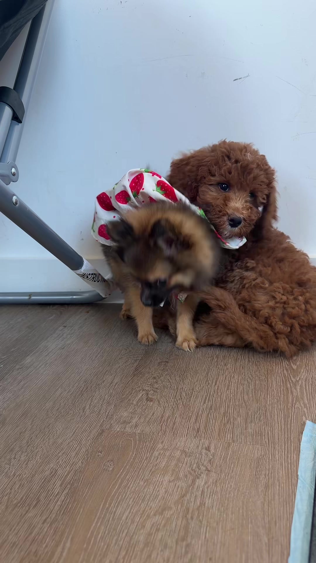@5boropuppyny
