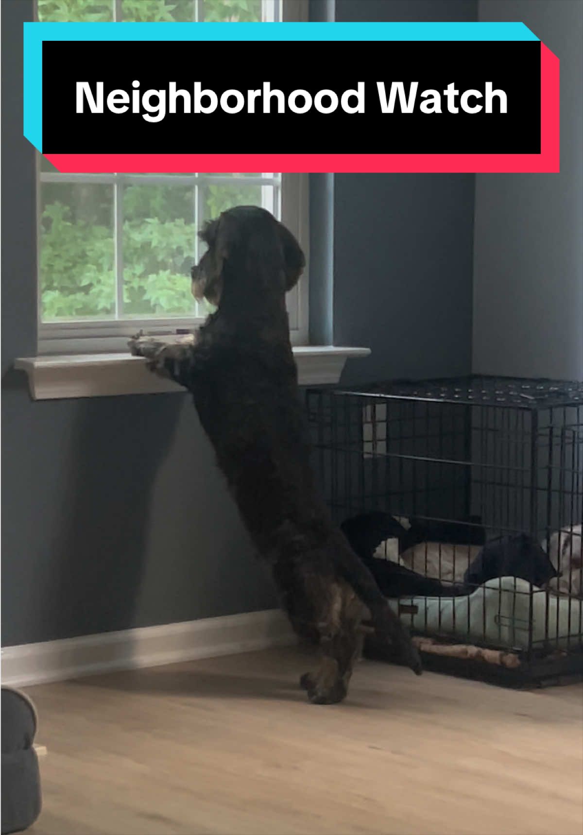 @dr.adam_christman_Veterinarian
