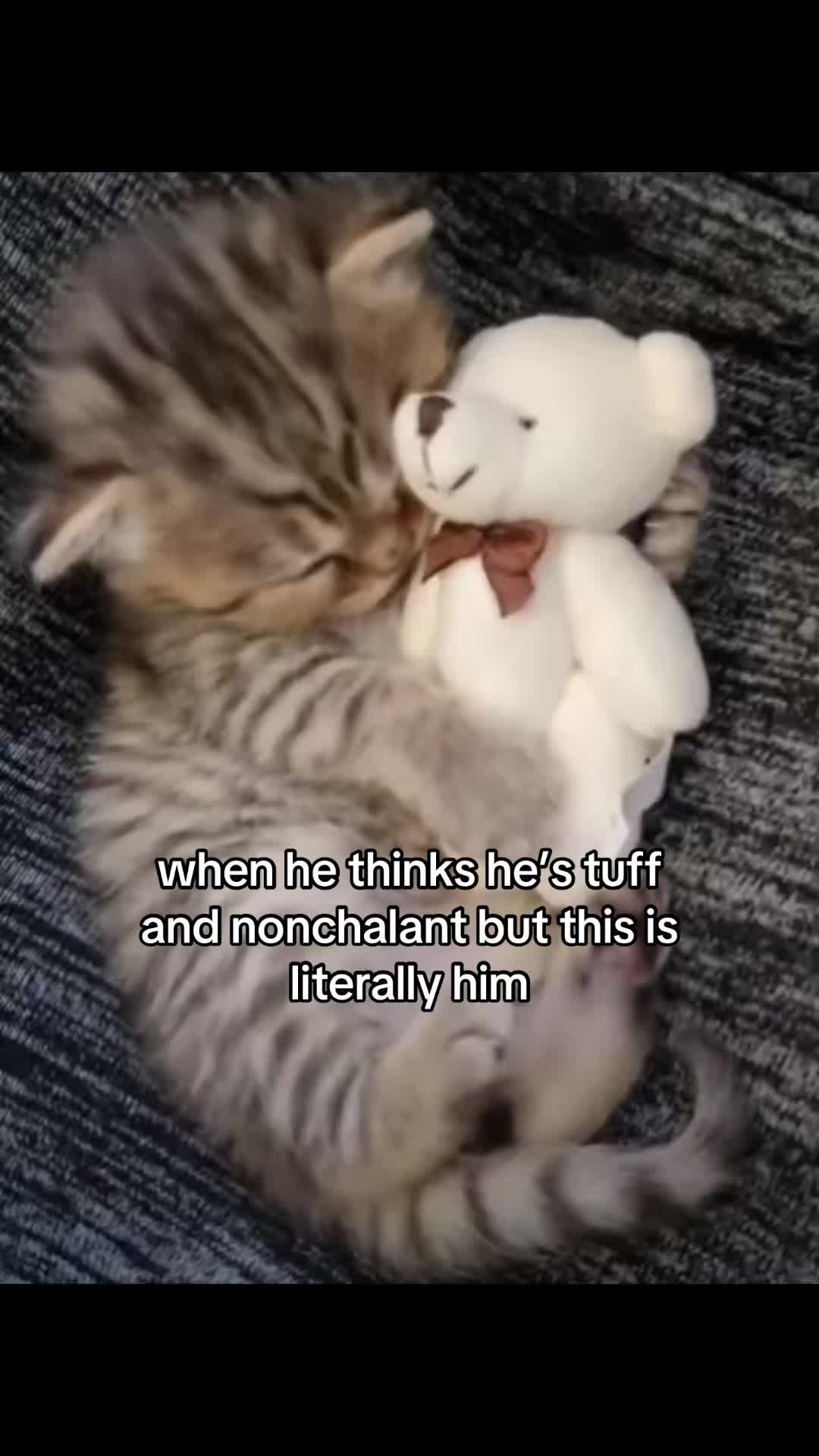 @meowconcept
