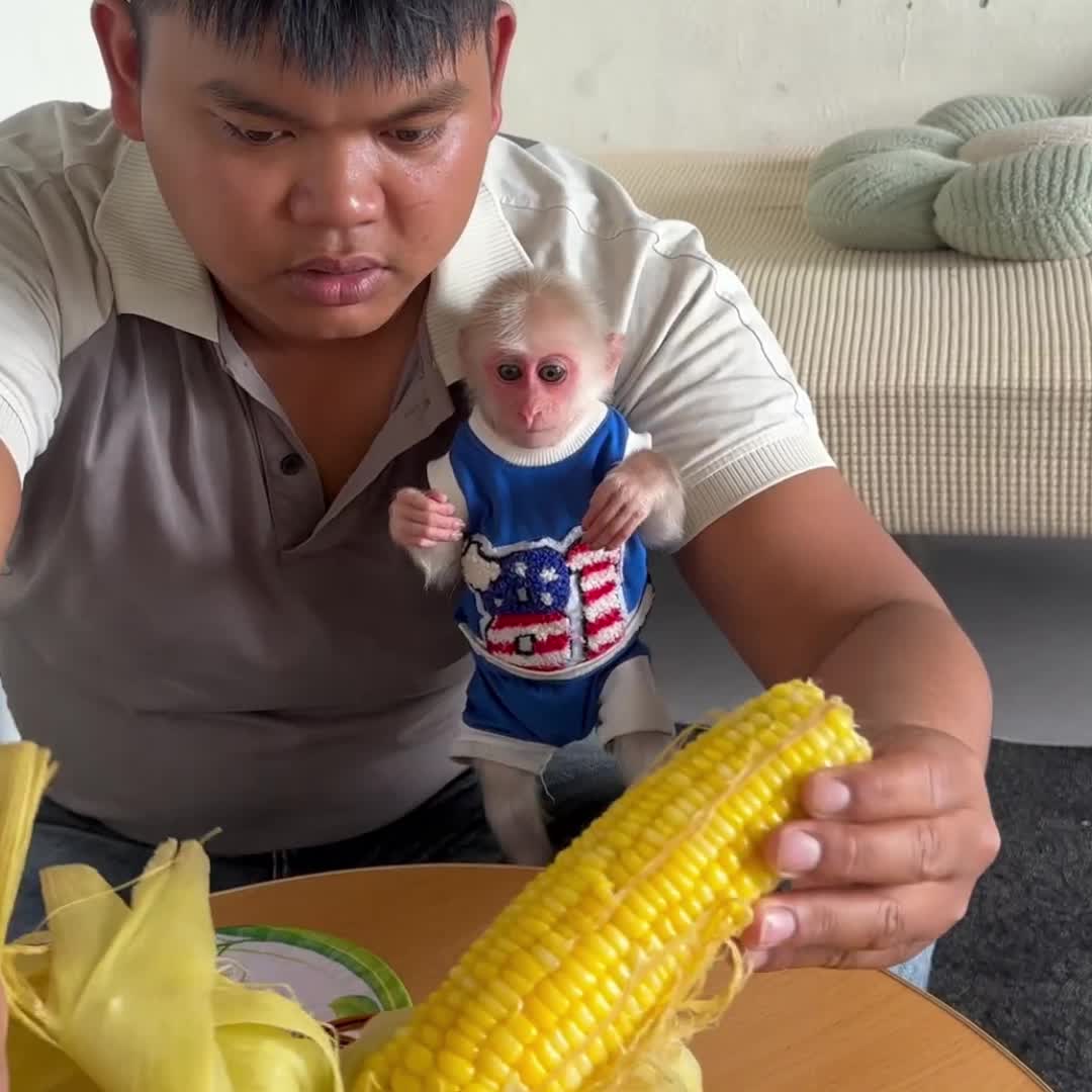 @Monkey TP