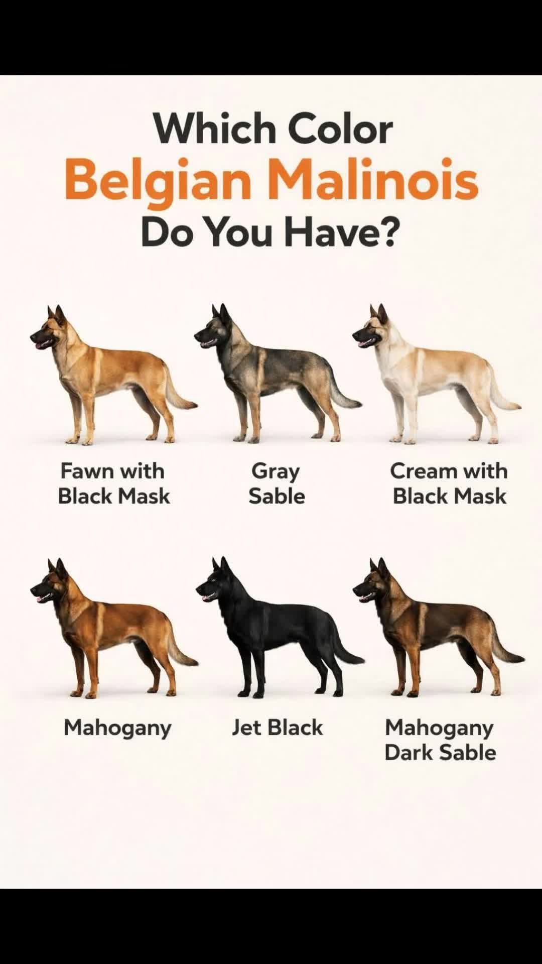 @MalinoisofPakistan