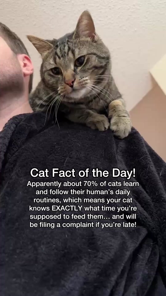 @Chip The Manx