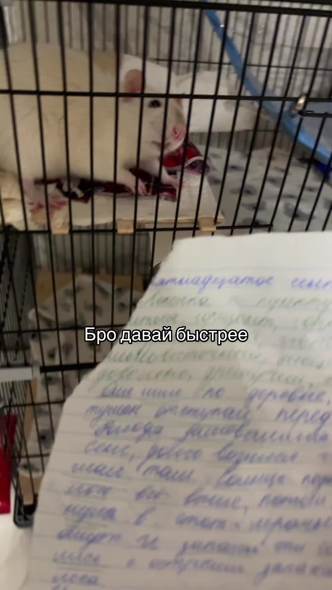 @Пшонко хайп