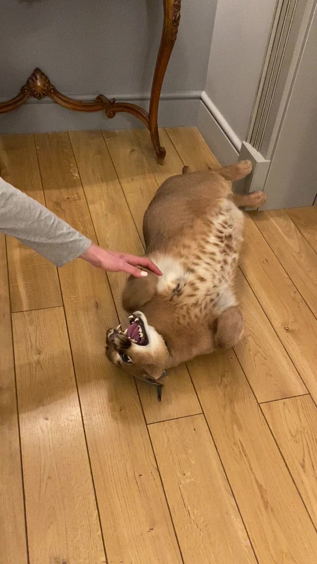 @Pumba Caracal