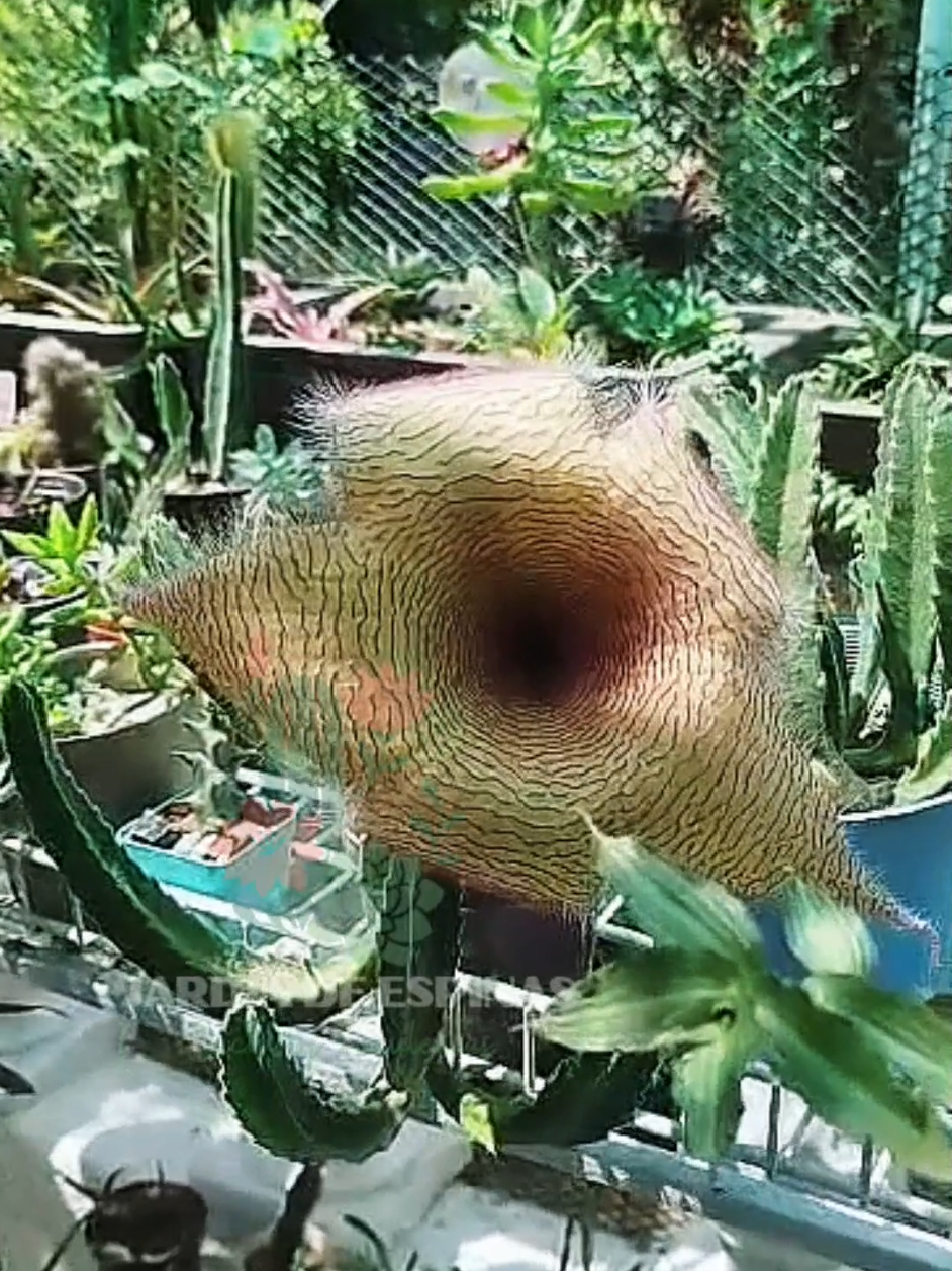 @CACTUS JARDIN DE ESPINAS