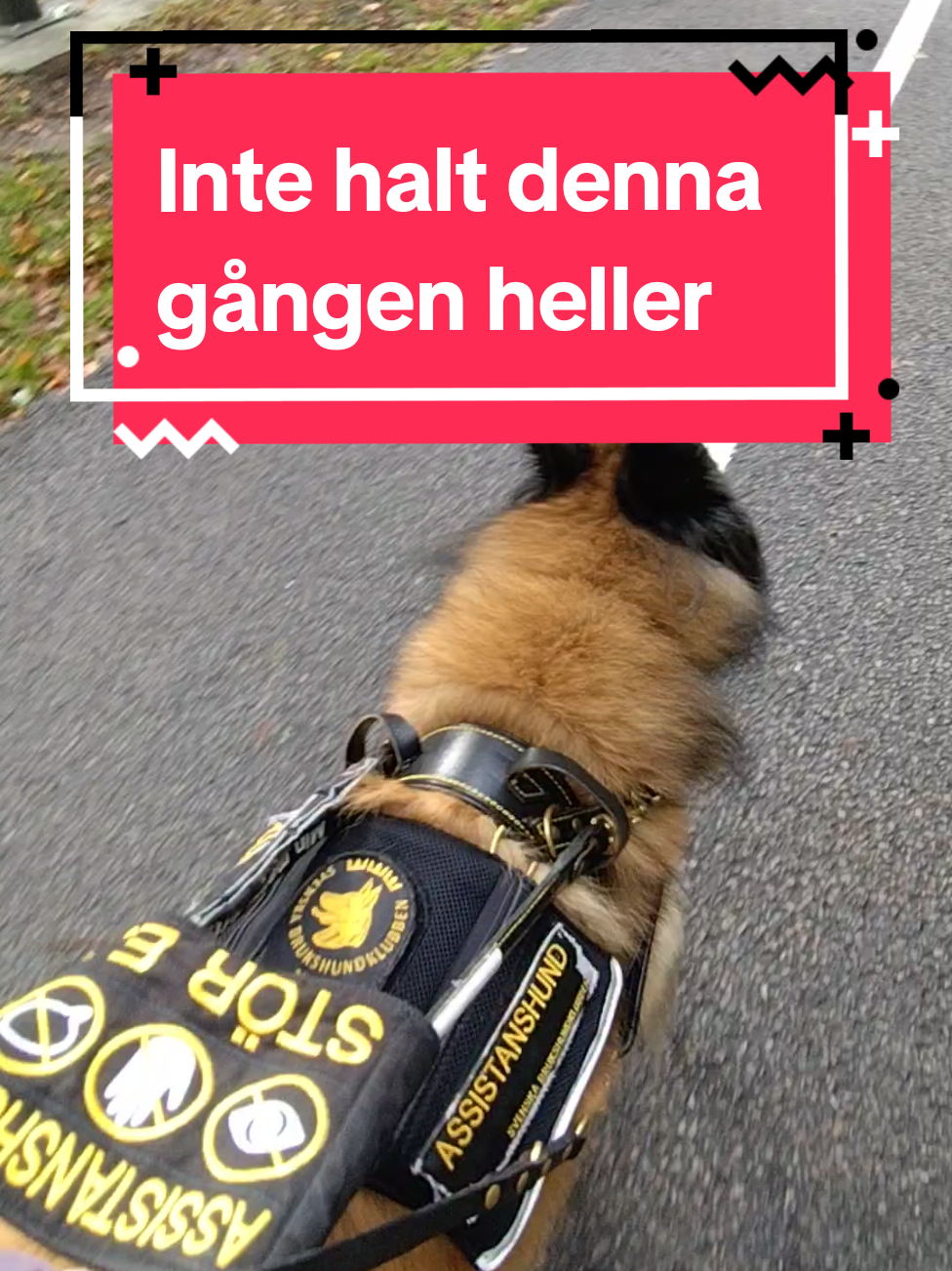 @Fenix-Tervueren AssistanceDog