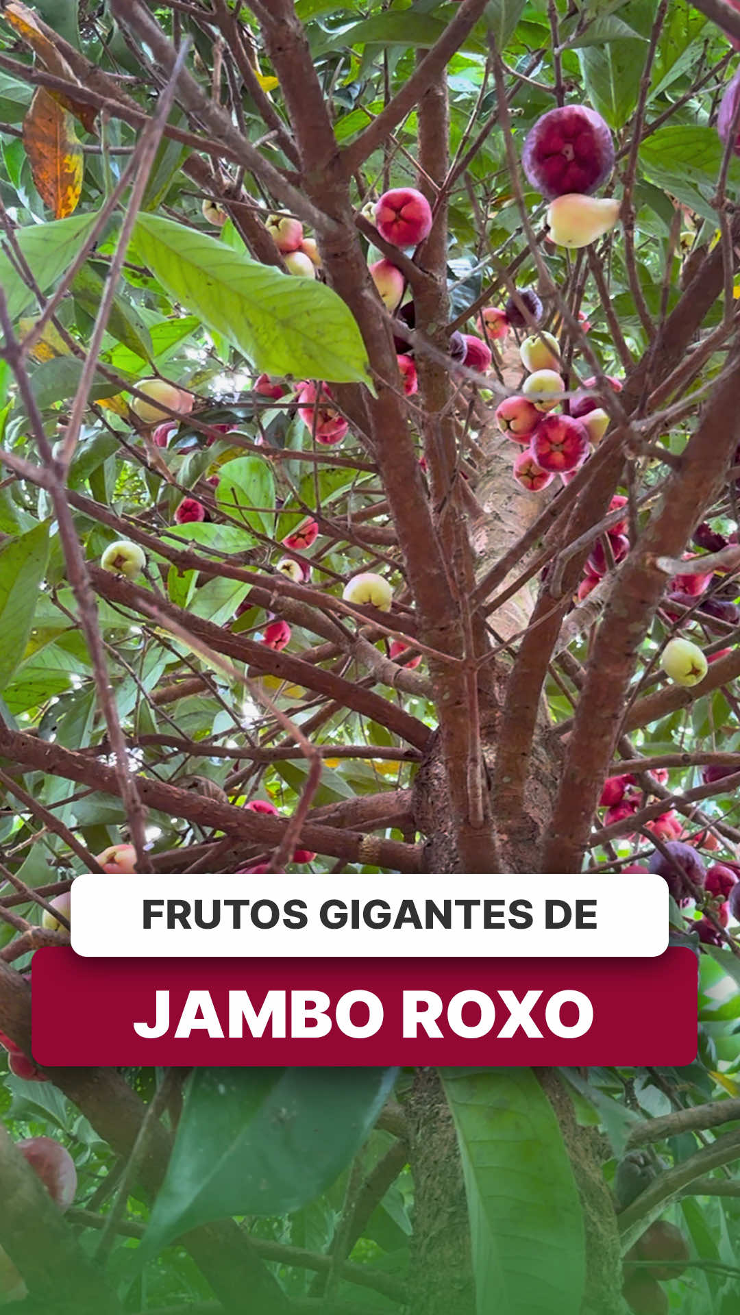 @ViveiroProMudas