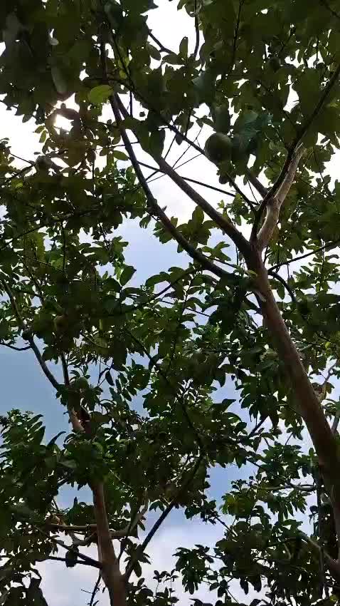 @Kamala Khadka Bhanda