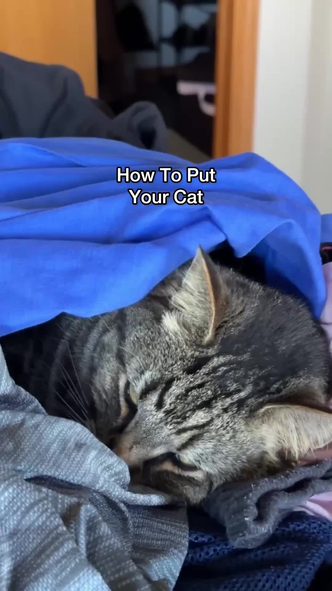 @Chip The Manx