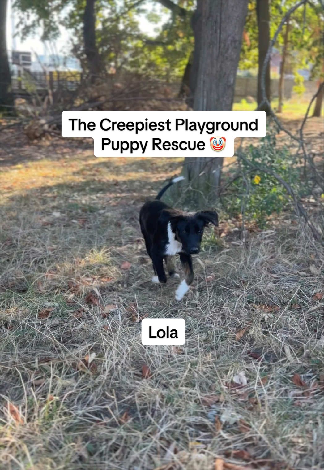 @Tia&rsquo;s Tail Tales