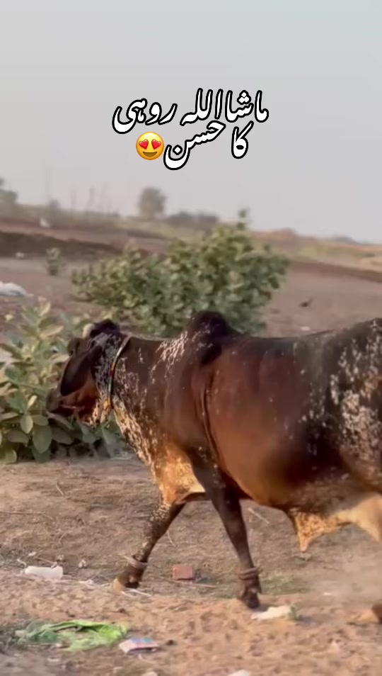 @𝐖𝐀𝐐𝐀𝐒 𝐑𝐎𝐇𝐈 𝐖𝐀𝐋𝐀