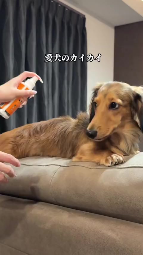 @しんのすけ🐾
