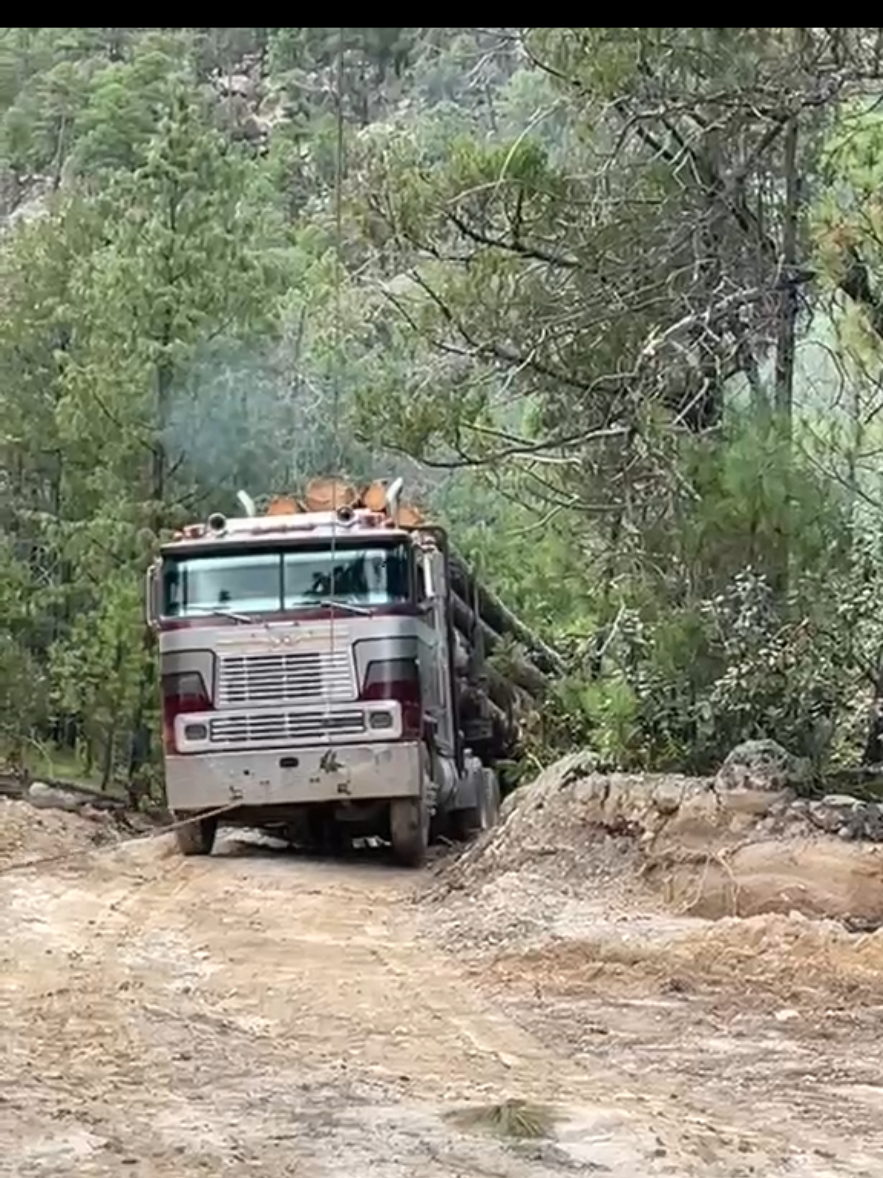 @Chihuahua Trucks