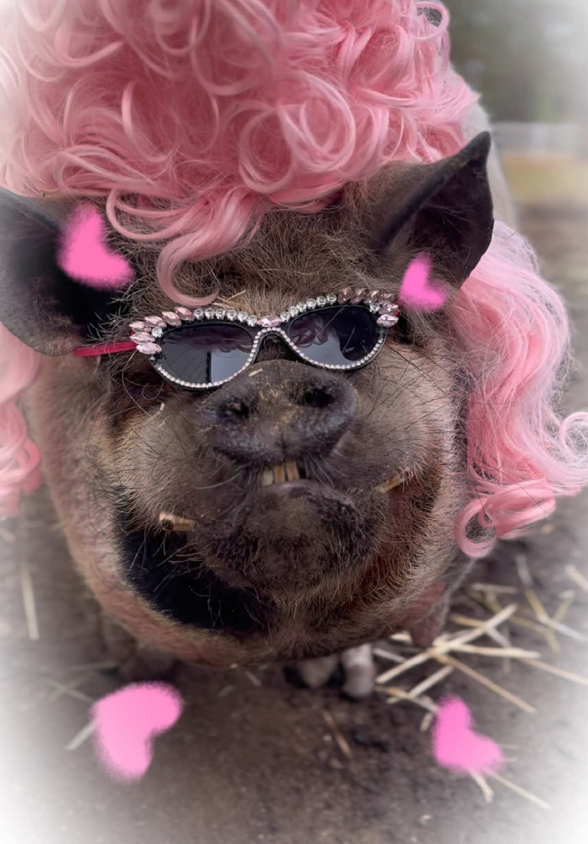 @thewinstonthepig
