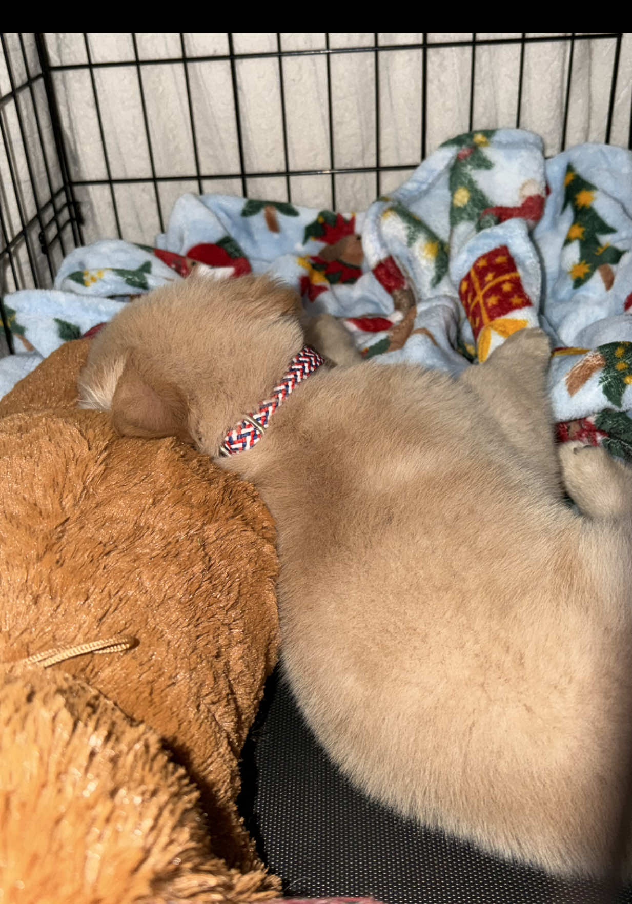 @Teddy🧸